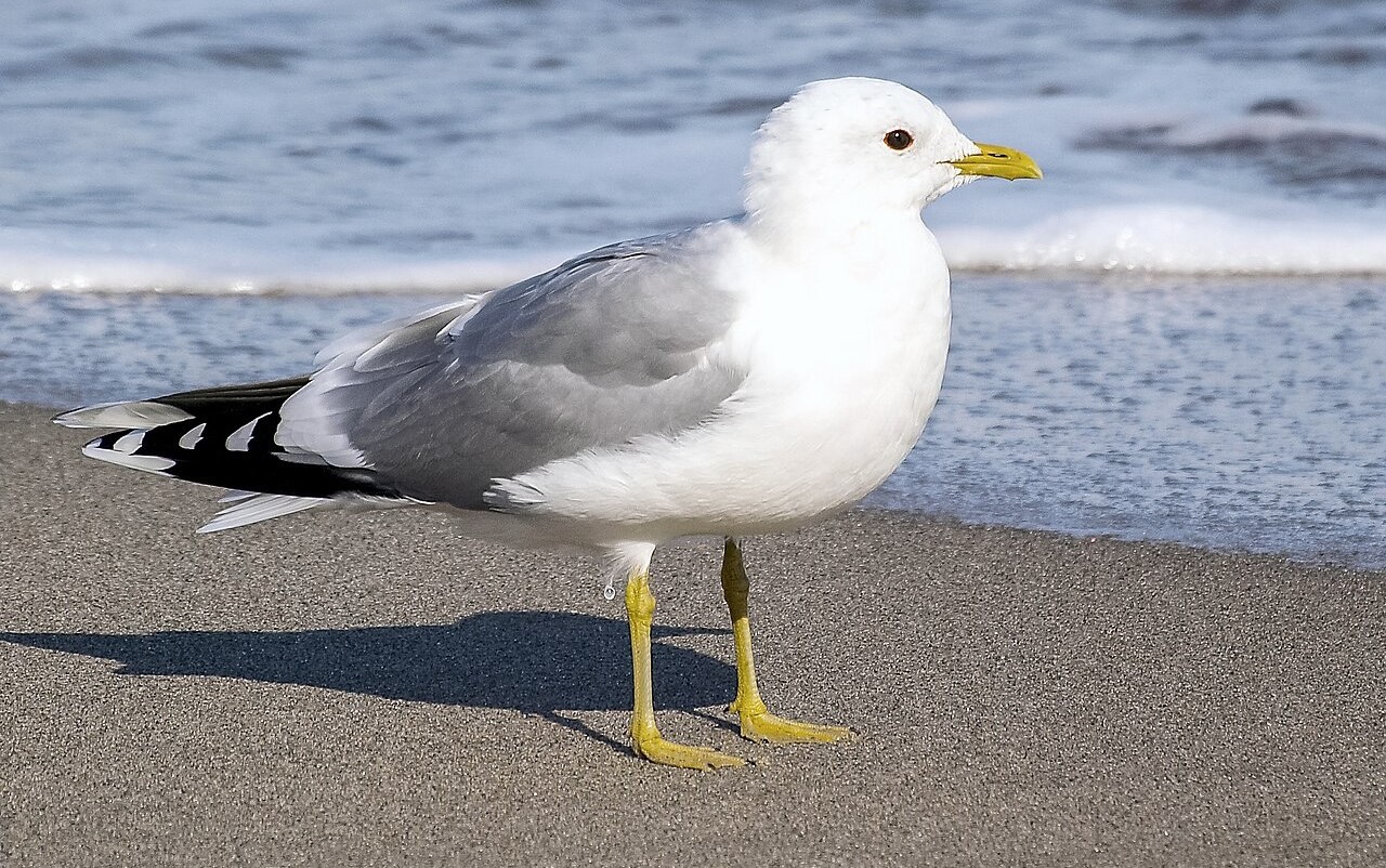 지역 상징_갈매기