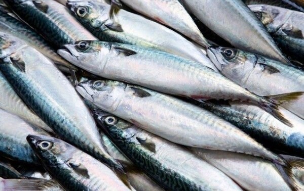 지역 상징_고등어